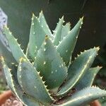 Aloe distans Deilen