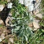 Achillea clavennae Folha