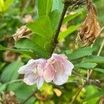 Weigela japonica Floare