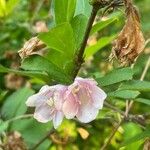 Weigela japonica Kwiat