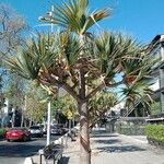 Pandanus utilis Habit