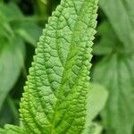 Teucrium canadense Foglia