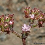 Chorizanthe staticoides ᱛᱟᱦᱮᱸ