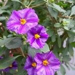 Lycianthes rantonnetii Fula