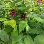 Calycanthus floridus Foglia