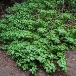 Urtica morifolia Feuille