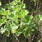 Pelargonium cucullatum Ліст