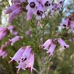 Erica australis Λουλούδι