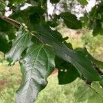 Strychnos nux-vomica 葉