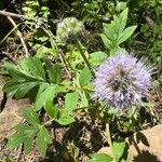 Hydrophyllum capitatum Flower