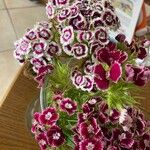 Dianthus barbatus花