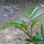 Cunonia capensis Hoja