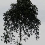 Eucalyptus pellita Leaf