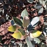 Quercus ilexOwoc