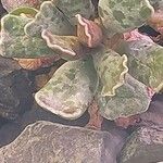 Adromischus cooperi Leaf