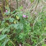 Epilobium hirsutum Habitus