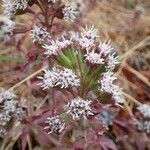 Petasites paradoxus Vekstform