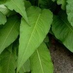 Bistorta amplexicaulis Frunză