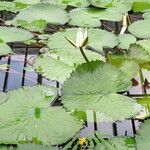 Nymphaea lotus Plante entière