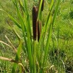 Typha capensis