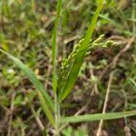 Panicum miliaceum 花