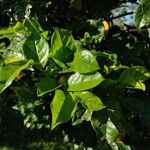 Antidesma montanum Hoja