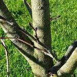 Tilia japonica 树皮