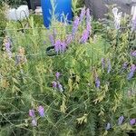 Vicia craccaFleur