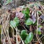 Adiantum reniforme Foglia