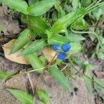 Commelina cyanea Flor