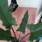 Alocasia lauterbachiana Leaf