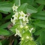 Sideritis hyssopifolia Flower