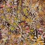 Petrosedum forsterianum Blad