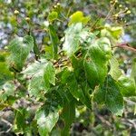 Crataegus phaenopyrum Листок