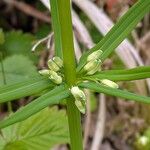 Polygonatum verticillatum その他の提案