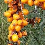 Hippophae rhamnoides ফল