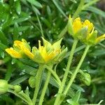 Saxifraga aizoides Flors