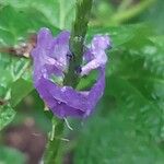 Stachytarpheta urticifolia Flower