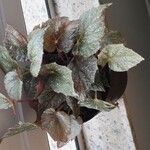 Begonia rex Folha