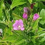 Epilobium alpestre Blodyn