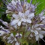 Phacelia tanacetifolia Blomma