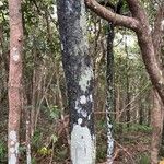 Diospyros tessellaria Corteza