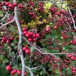 Crataegus laciniata Vaisius