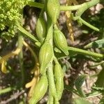 Cakile maritima Fruit