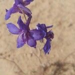 Delphinium scaposum Květ