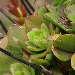 Aeonium glutinosum Blatt