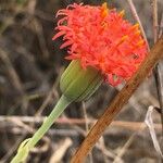Kleinia abyssinica Λουλούδι