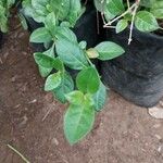 Barleria repens Leaf