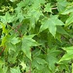 Acer pictum Frunză