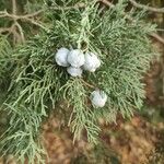 Juniperus virginianaᱡᱚ